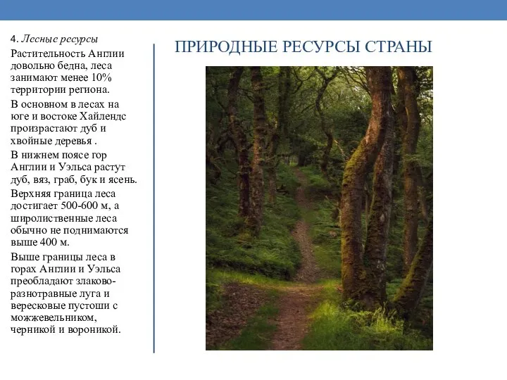 ПРИРОДНЫЕ РЕСУРСЫ СТРАНЫ 4. Лесные ресурсы Растительность Англии довольно бедна, леса занимают