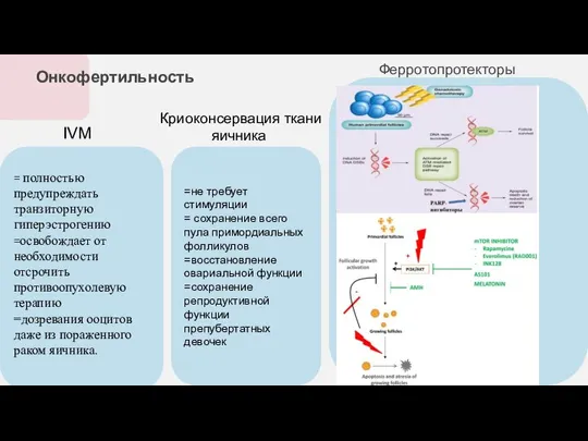 Онкофертильность Криоконсервация ткани яичника Ферротопротекторы IVM =не требует стимуляции = сохранение всего