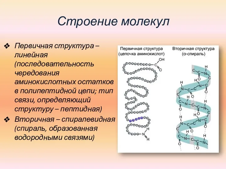 Строение молекул Первичная структура – линейная (последовательность чередования аминокислотных остатков в полипептидной
