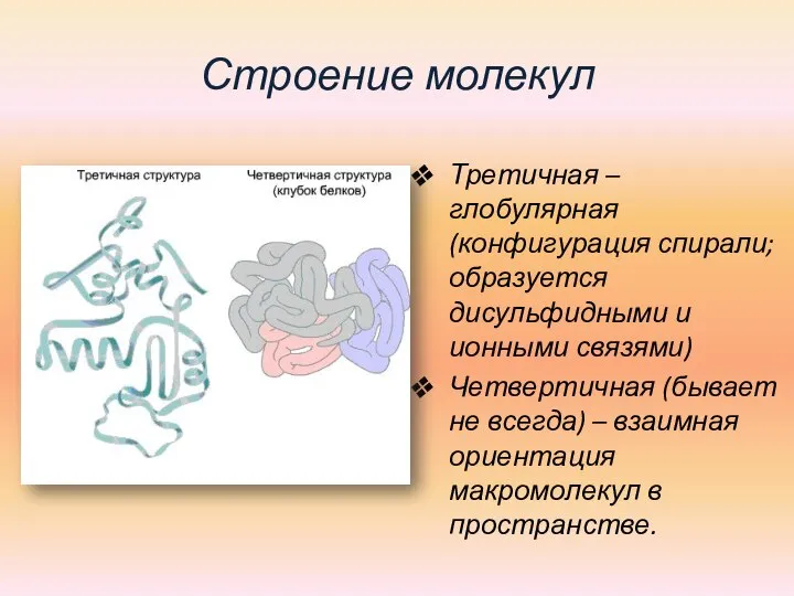 Строение молекул Третичная – глобулярная (конфигурация спирали; образуется дисульфидными и ионными связями)