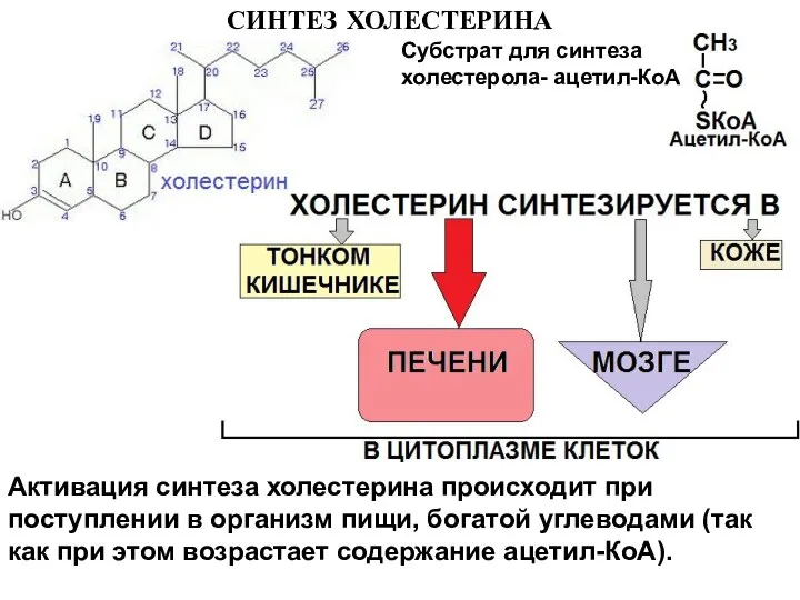 СИНТЕЗ ХОЛЕСТЕРИНА Субстрат для синтеза холестерола- ацетил-КоА Активация синтеза холестерина происходит при