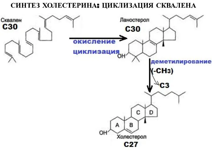 СИНТЕЗ ХОЛЕСТЕРИНА: ЦИКЛИЗАЦИЯ СКВАЛЕНА