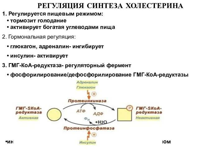 РЕГУЛЯЦИЯ СИНТЕЗА ХОЛЕСТЕРИНА 1. Регулируется пищевым режимом: • тормозит голодание • активирует