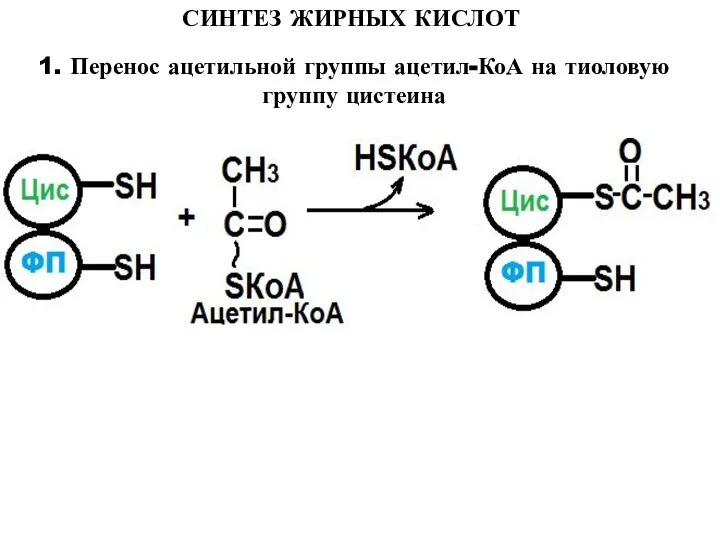 СИНТЕЗ ЖИРНЫХ КИСЛОТ 1. Перенос ацетильной группы ацетил-КоА на тиоловую группу цистеина