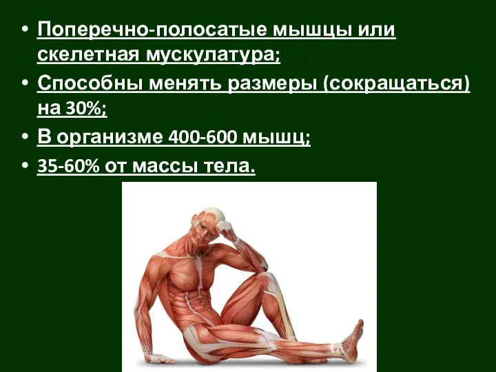 Поперечно-полосатые мышцы или скелетная мускулатура; Способны менять размеры (сокращаться) на 30%; В