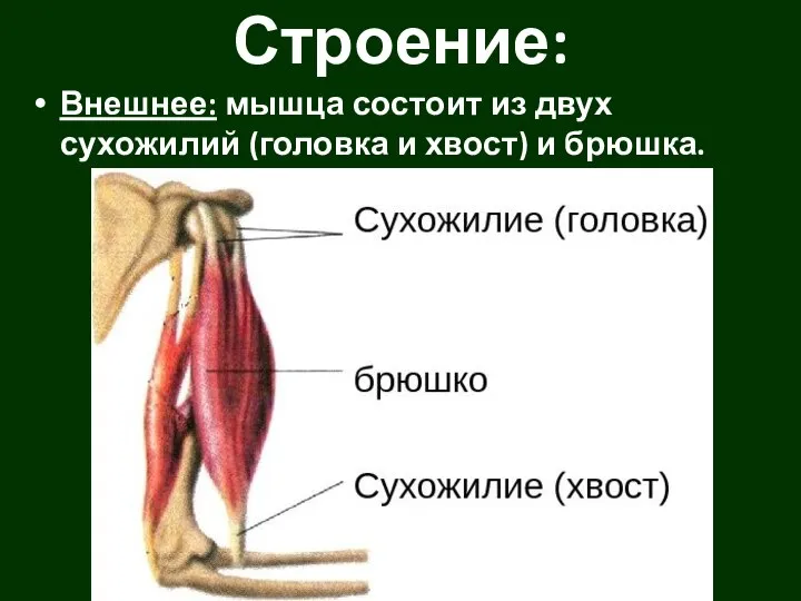Внешнее: мышца состоит из двух сухожилий (головка и хвост) и брюшка. Строение: