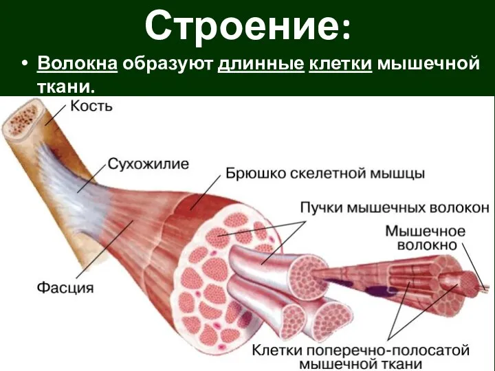 Волокна образуют длинные клетки мышечной ткани. Строение: