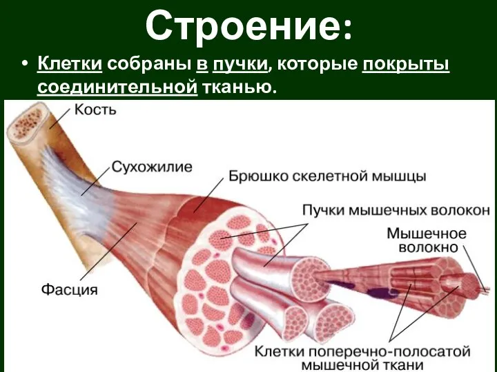 Клетки собраны в пучки, которые покрыты соединительной тканью. Строение: