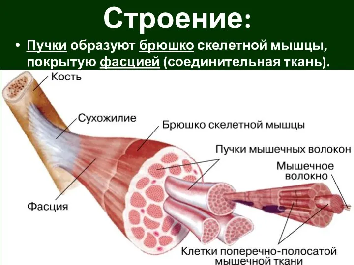 Пучки образуют брюшко скелетной мышцы, покрытую фасцией (соединительная ткань). Строение: