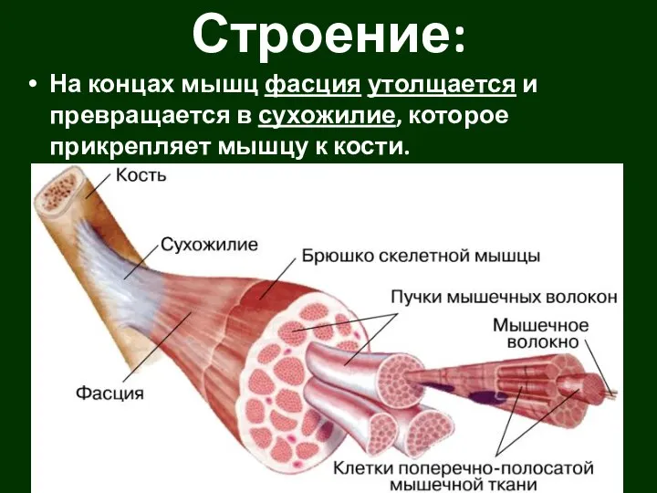 На концах мышц фасция утолщается и превращается в сухожилие, которое прикрепляет мышцу к кости. Строение: