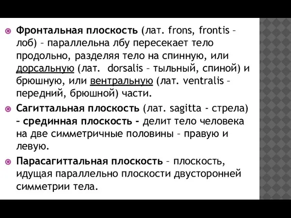 Фронтальная плоскость (лат. frons, frontis – лоб) – параллельна лбу пересекает тело