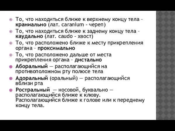 То, что находиться ближе к верхнему концу тела – краниально (лат. caranium