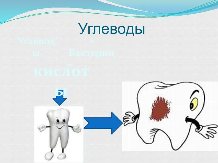 Углеводы Углеводы + Бактерии = кислоты