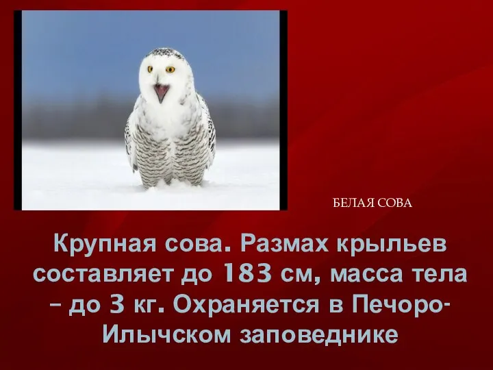 Крупная сова. Размах крыльев составляет до 183 см, масса тела – до