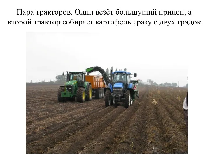 Пара тракторов. Один везёт большущий прицеп, а второй трактор собирает картофель сразу с двух грядок.
