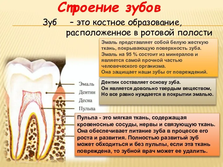 Зуб – это костное образование, расположенное в ротовой полости Эмаль представляет собой