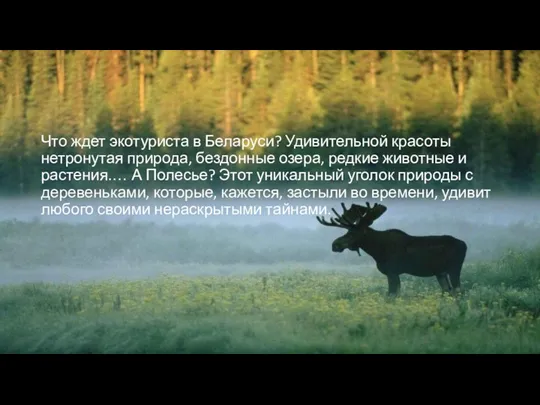 Что ждет экотуриста в Беларуси? Удивительной красоты нетронутая природа, бездонные озера, редкие