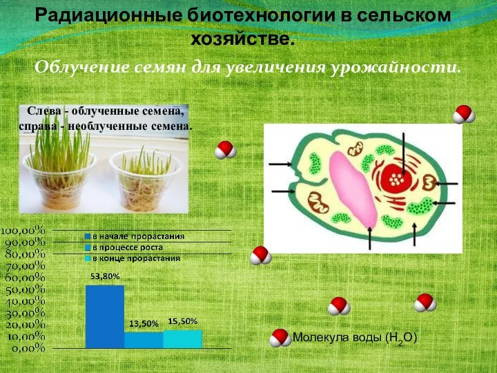 Радиационные биотехнологии в сельском хозяйстве. Облучение семян для увеличения урожайности. Слева -