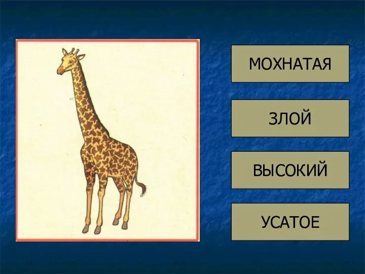 ЗЛОЙ ВЫСОКИЙ УСАТОЕ МОХНАТАЯ