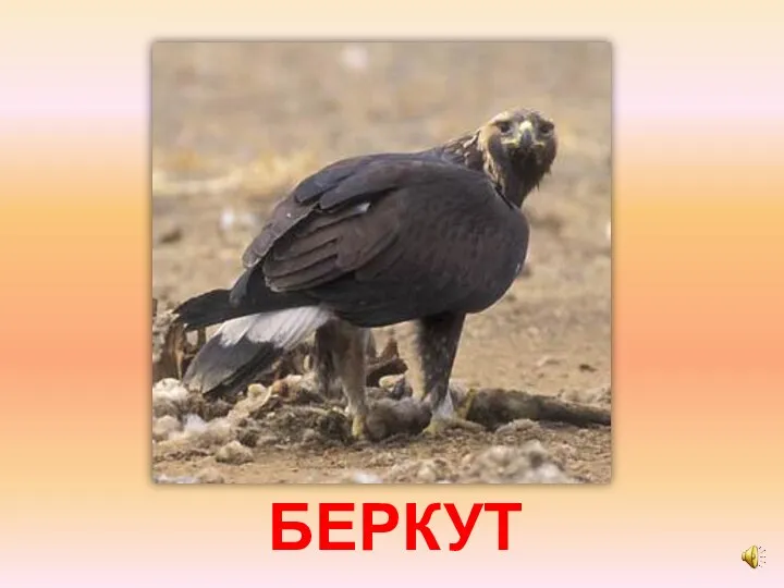 БЕРКУТ