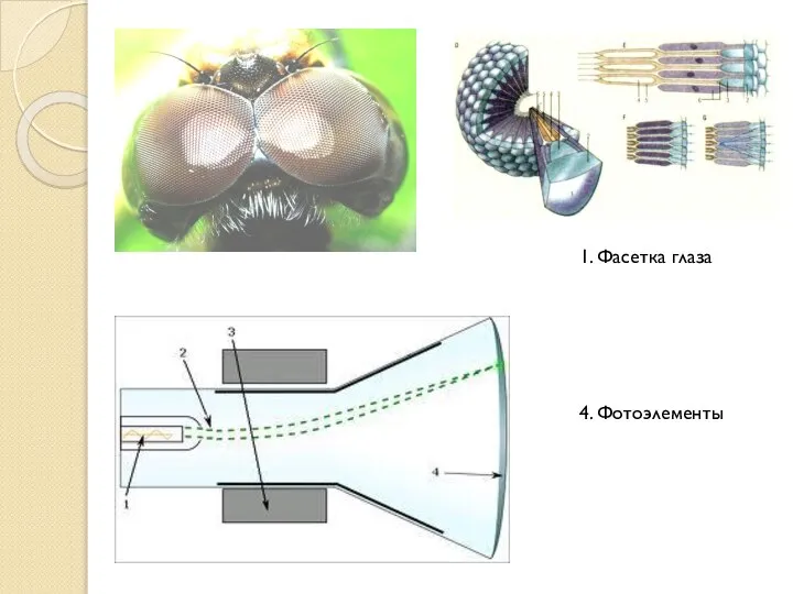 4. Фотоэлементы 1. Фасетка глаза