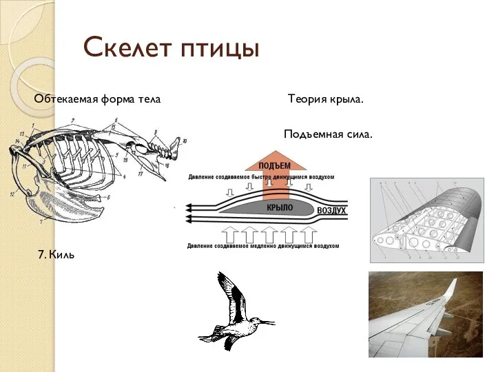 Скелет птицы 7. Киль Обтекаемая форма тела Подъемная сила. Теория крыла.