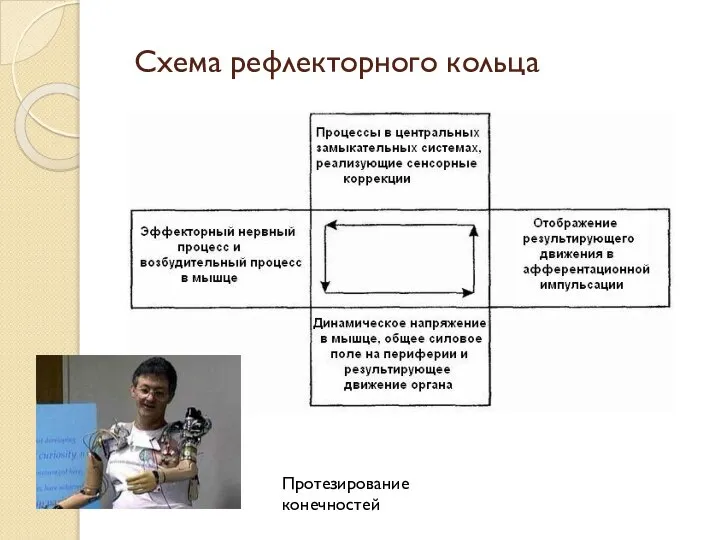 Схема рефлекторного кольца Протезирование конечностей