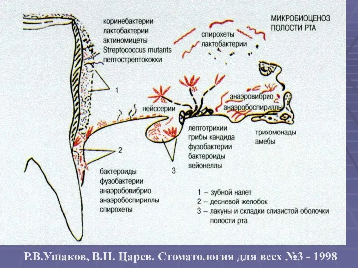 Р.В.Ушаков, В.Н. Царев. Стоматология для всех №3 - 1998