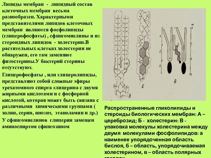 Липиды мембран - липидный состав клеточных мембран весьма разнообразен. Характерными представителями липидов