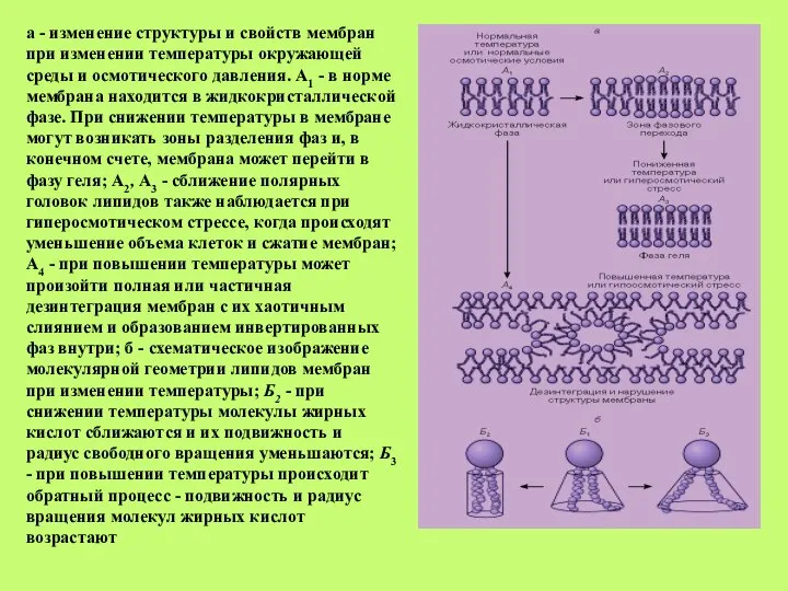 а - изменение структуры и свойств мембран при изменении температуры окружающей среды