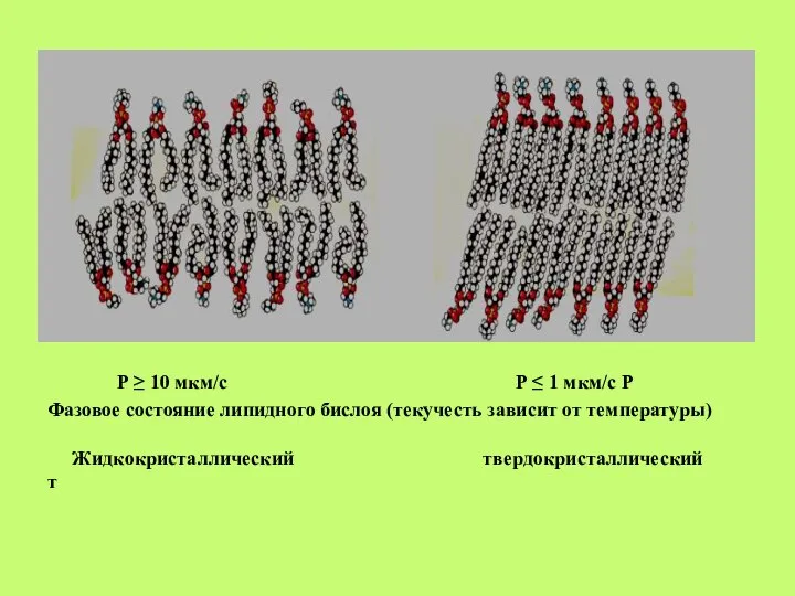 Р ≥ 10 мкм/с Р ≤ 1 мкм/с Р Фазовое состояние липидного