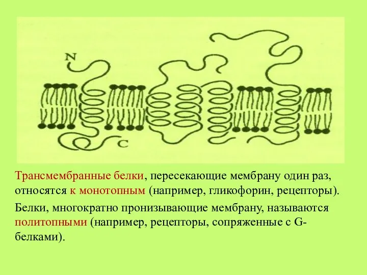 Трансмембранные белки, пересекающие мембрану один раз, относятся к монотопным (например, гликофорин, рецепторы).