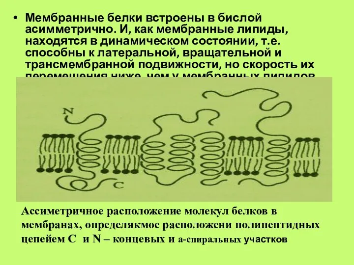 Ассиметричное расположение молекул белков в мембранах, определякмое расположени полипептидных цепейем С и