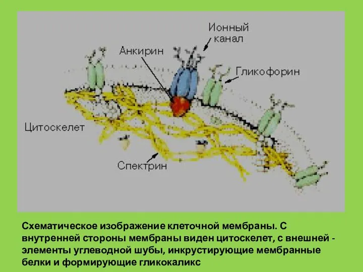 Схематическое изображение клеточной мембраны. С внутренней стороны мембраны виден цитоскелет, с внешней