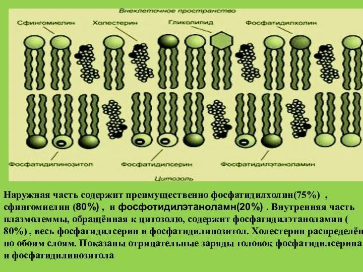 Наружная часть содержит преимущественно фосфатидилхолин(75%) , сфингомиелин (80%) , и фосфотидилэтаноламн(20%) .