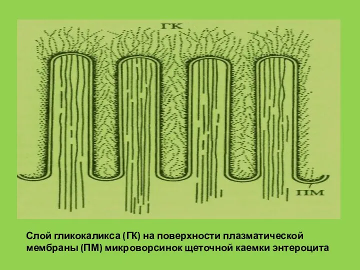 Слой гликокаликса (ГК) на поверхности плазматической мембраны (ПМ) микроворсинок щеточной каемки энтероцита