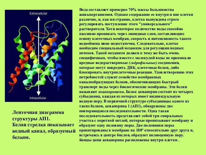 Вода составляет примерно 70% массы большинства живыхорганизмов. Однако содержание ее внутри и
