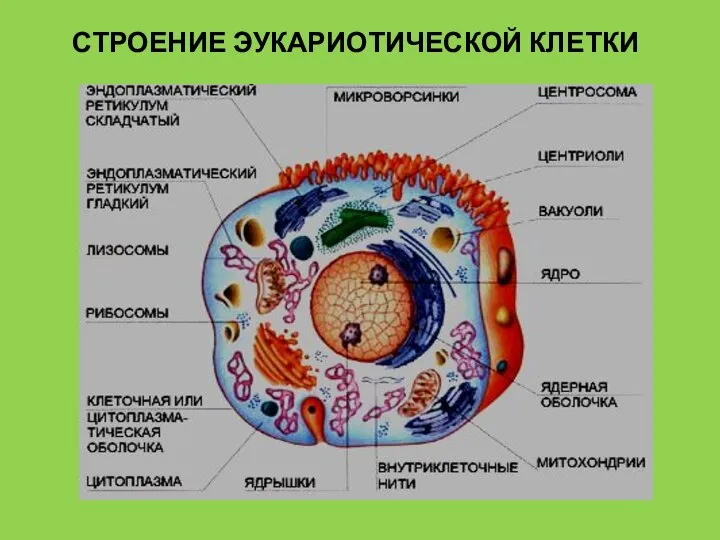 СТРОЕНИЕ ЭУКАРИОТИЧЕСКОЙ КЛЕТКИ