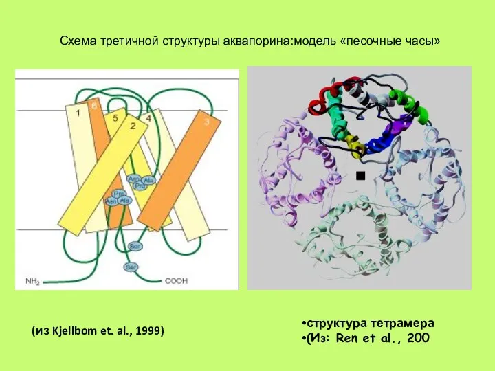 Схема третичной структуры аквапорина:модель «песочные часы» структура тетрамера (Из: Ren et al.,