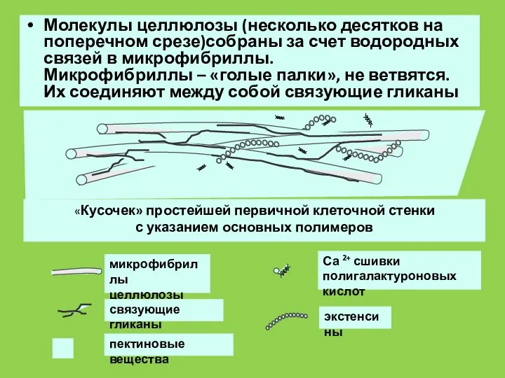 Молекулы целлюлозы (несколько десятков на поперечном срезе)собраны за счет водородных связей в