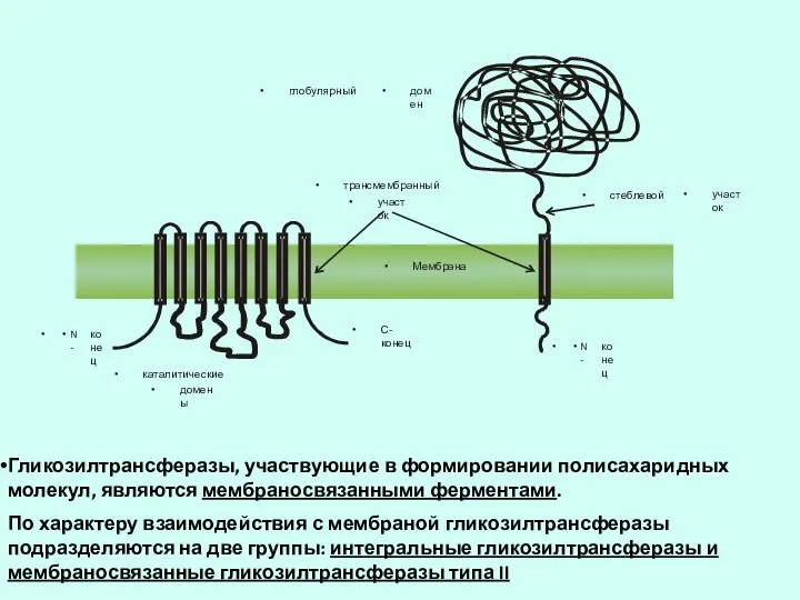 Гликозилтрансферазы, участвующие в формировании полисахаридных молекул, являются мембраносвязанными ферментами. По характеру взаимодействия