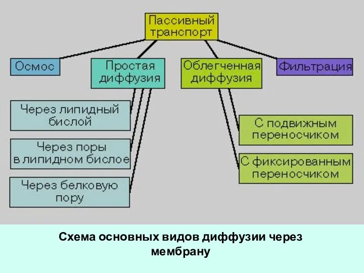 Схема основных видов диффузии через мембрану