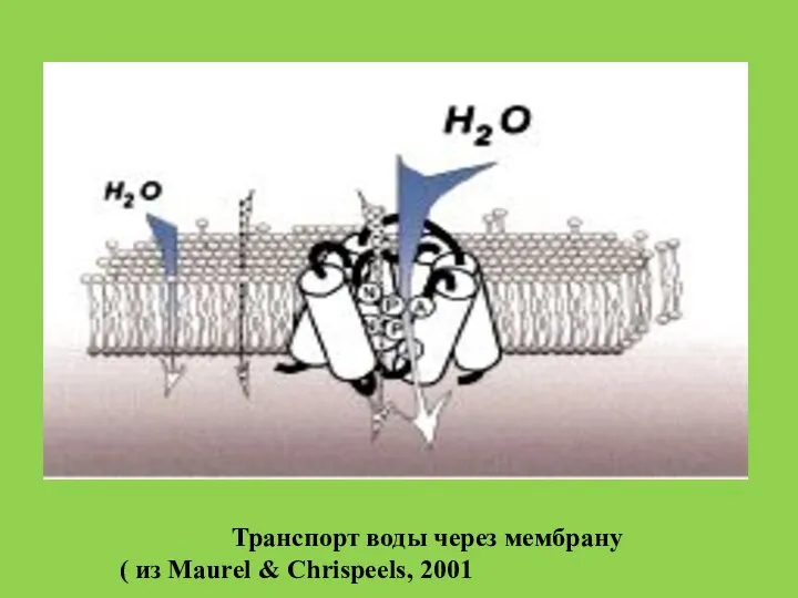 Транспорт воды через мембрану ( из Maurel & Chrispeels, 2001