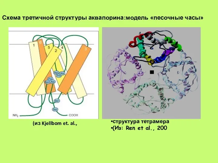 Схема третичной структуры аквапорина:модель «песочные часы» (из Kjellbom et. al., структура тетрамера