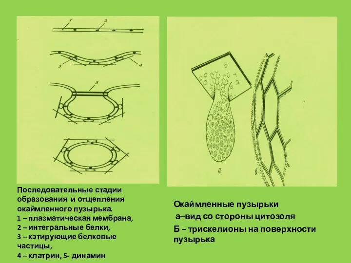 Окаймленные пузырьки а–вид со стороны цитозоля Б – трискелионы на поверхности пузырька