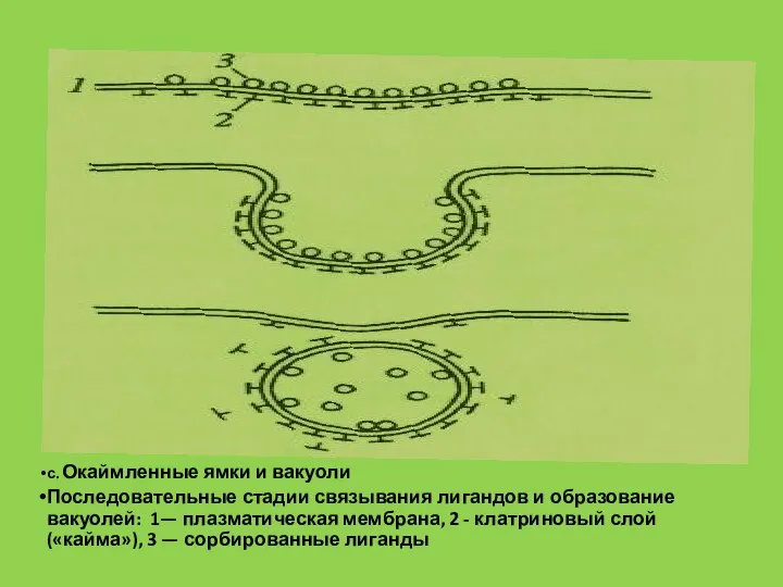 с. Окаймленные ямки и вакуоли Последовательные стадии связывания лигандов и образование вакуолей: