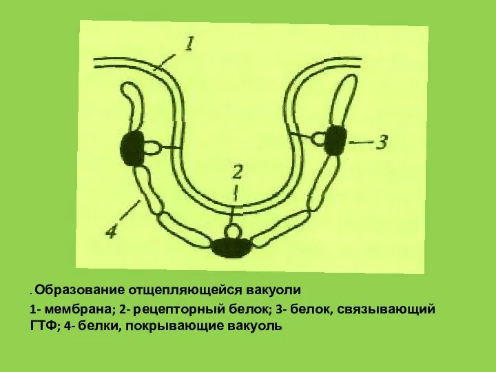 . Образование отщепляющейся вакуоли 1- мембрана; 2- рецепторный белок; 3- белок, связывающий