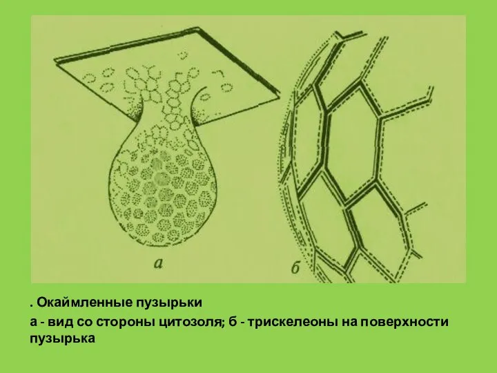 . Окаймленные пузырьки а - вид со стороны цитозоля; б - трискелеоны на поверхности пузырька