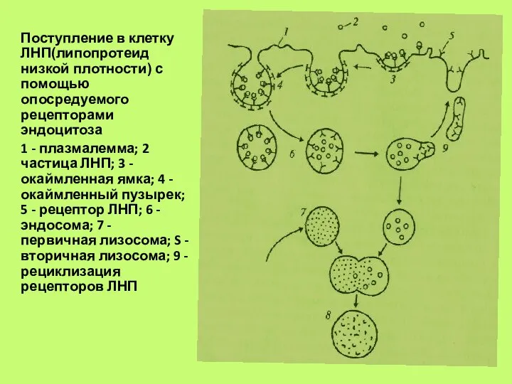 Поступление в клетку ЛНП(липопротеид низкой плотности) с помощью опосредуемого рецепторами эндоцитоза 1