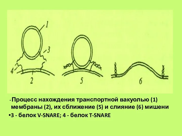 Процесс нахождения транспортной вакуолью (1) мембраны (2), их сближение (5) и слияние